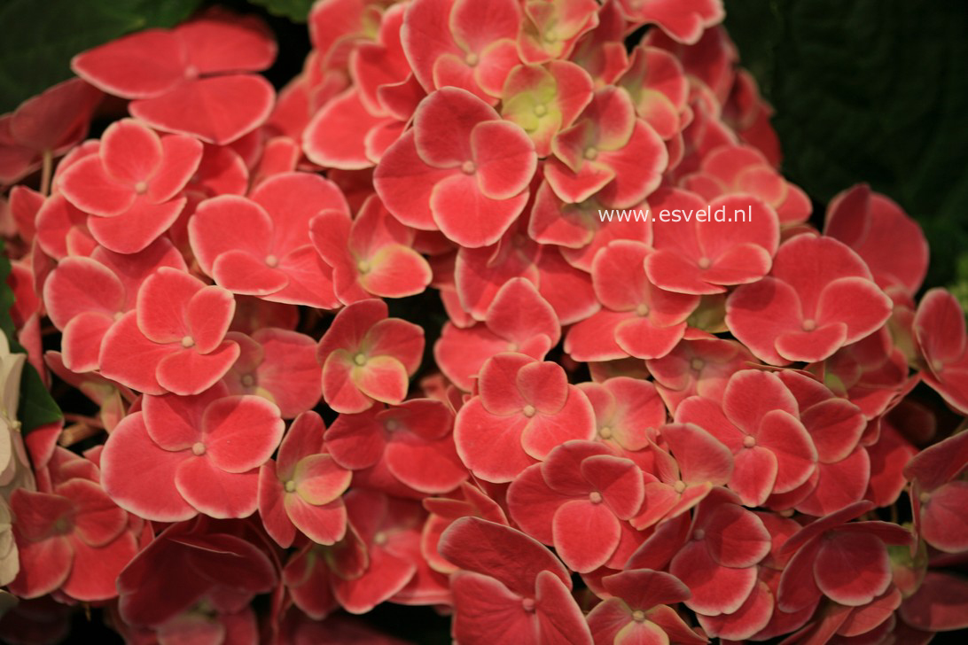 Hydrangea macrophylla 'Tivoli'