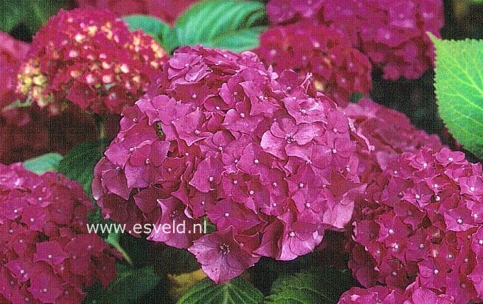Hydrangea macrophylla 'Trophee'