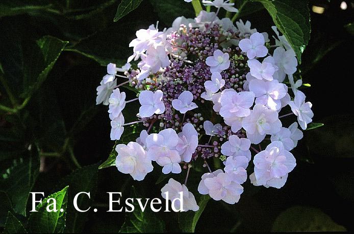 Hydrangea macrophylla 'Trophy'
