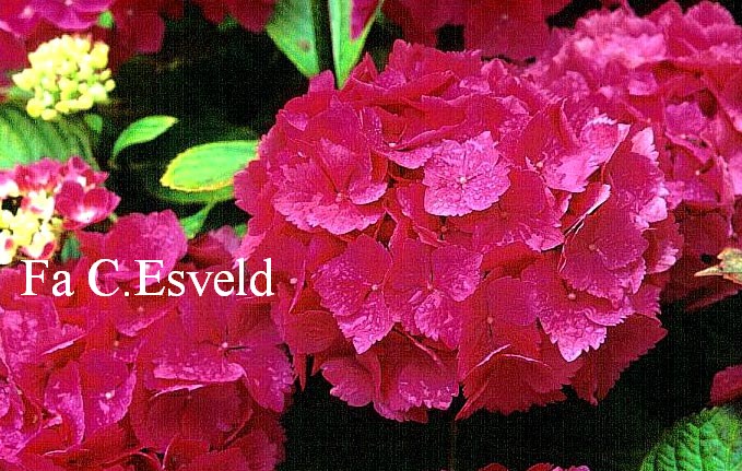 Hydrangea macrophylla 'Universal'