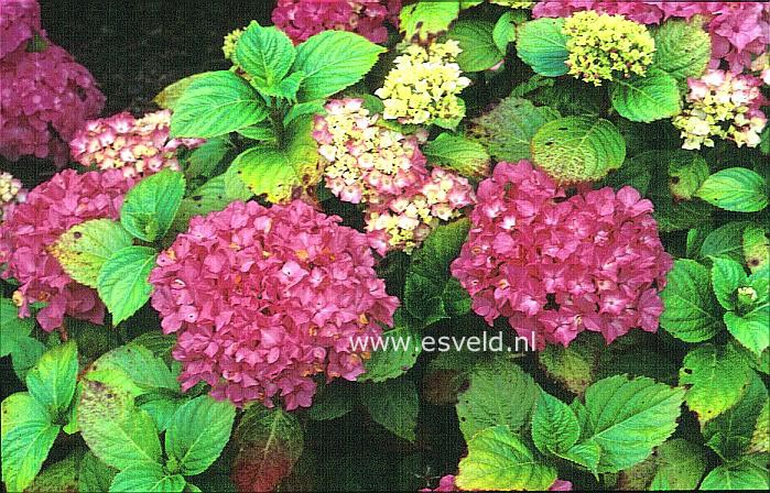 Hydrangea macrophylla 'Vespa'