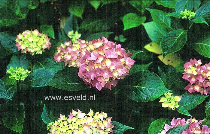 Hydrangea macrophylla 'Violetta'