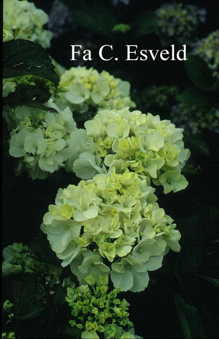 Hydrangea macrophylla 'Weisse Koenigin'