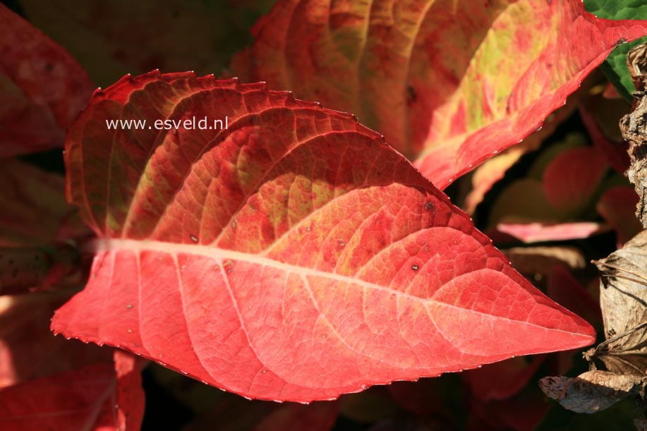 Hydrangea macrophylla 'White Spirit'
