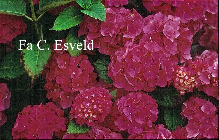 Hydrangea macrophylla 'Wildenstein'