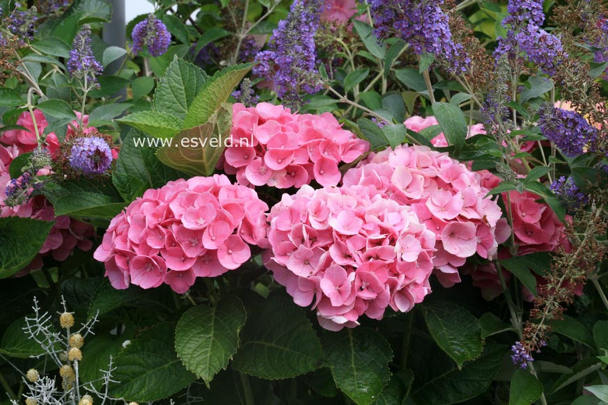 Hydrangea macrophylla 'Xian' (MAGICAL OPAL)