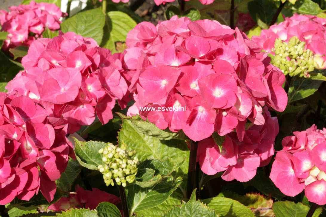 Hydrangea macrophylla 'Zambia' (BLACK STEEL)