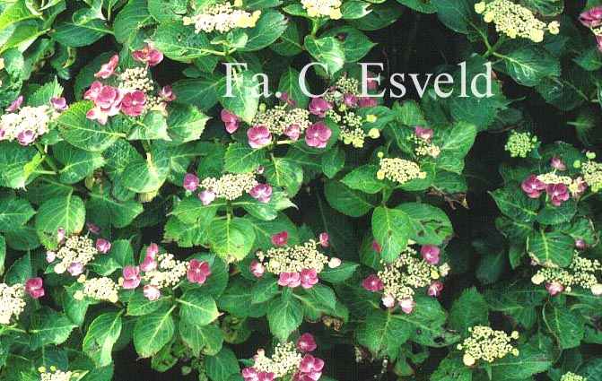 Hydrangea macrophylla 'Zaunkoenig'