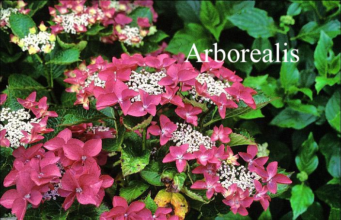 Hydrangea macrophylla 'Zeisig'