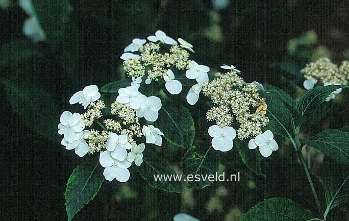 Hydrangea macrophylla subsp. stylosa