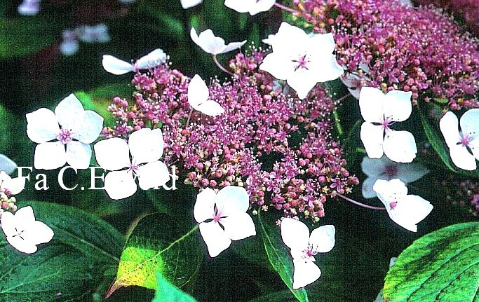 Hydrangea macrophylla var. normalis