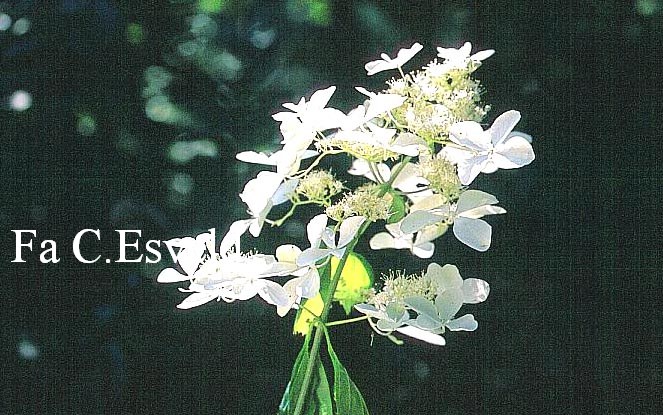 Hydrangea paniculata 'Barbara' (THE SWAN)