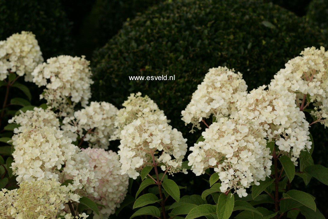Hydrangea paniculata 'Bobo'