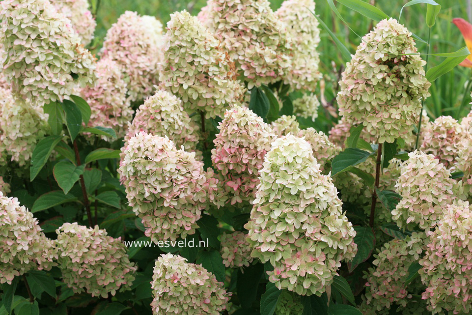 Hydrangea paniculata 'Bokraflame' (MAGICAL CANDLE)