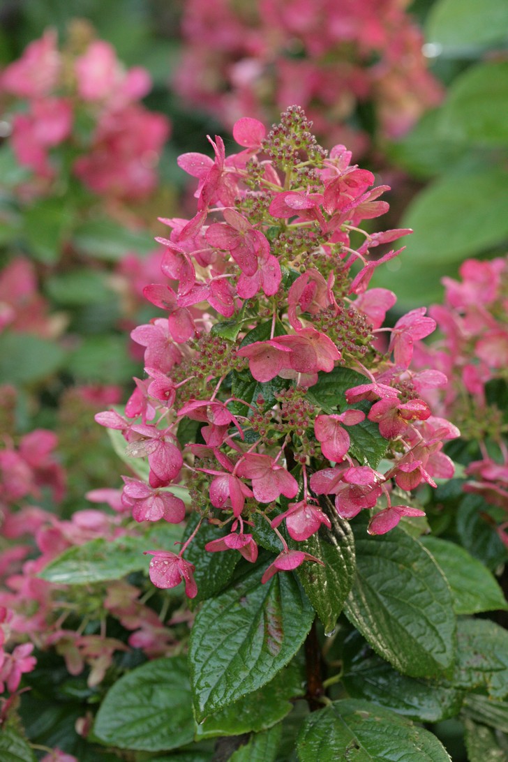 Hydrangea paniculata 'Bokraplume' (MAGICAL FIRE)
