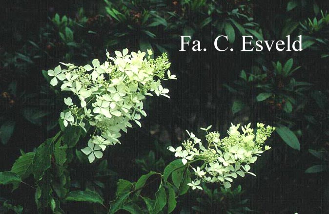 Hydrangea paniculata 'Bridal Veil'