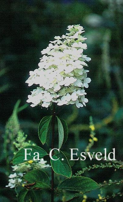 Hydrangea paniculata 'Burgundy Lace'