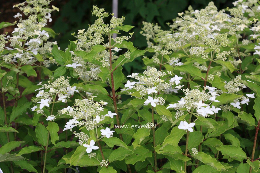 Hydrangea paniculata 'Degustar' (STARLIGHT FANTASY)