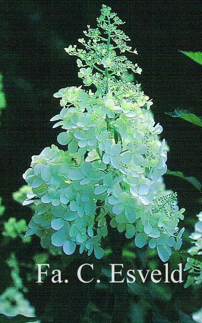 Hydrangea paniculata 'Dolly'