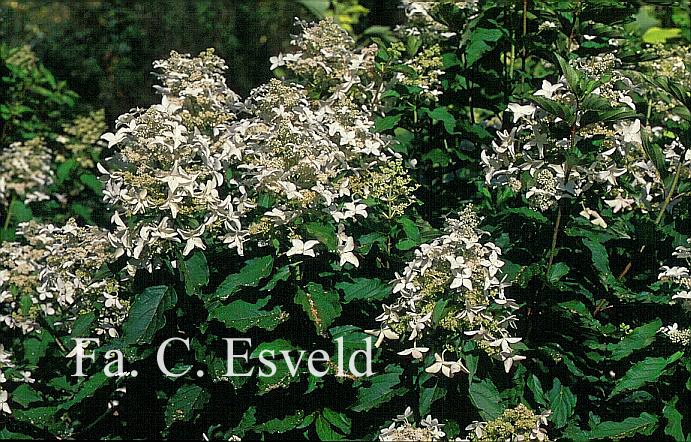 Hydrangea paniculata 'Greenspire'