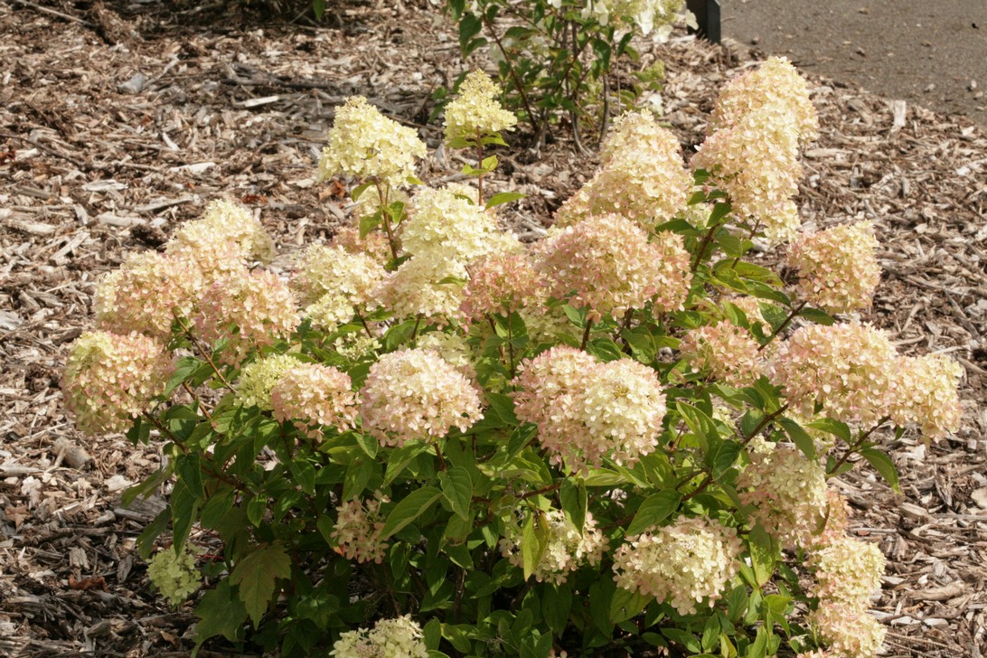 Hydrangea paniculata 'Jane' (LITTLE LIME)