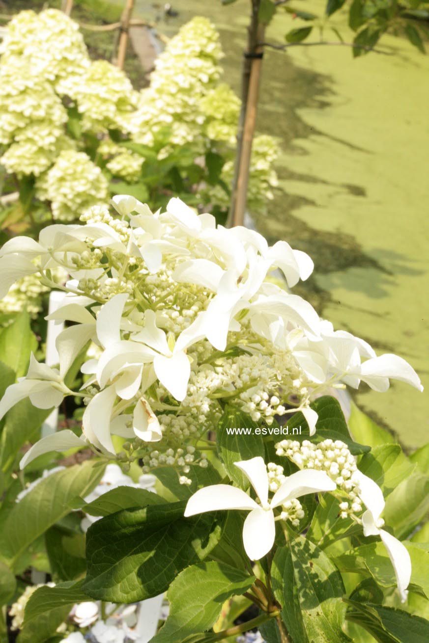 Hydrangea paniculata 'Le Vasterival' (GREAT STAR)