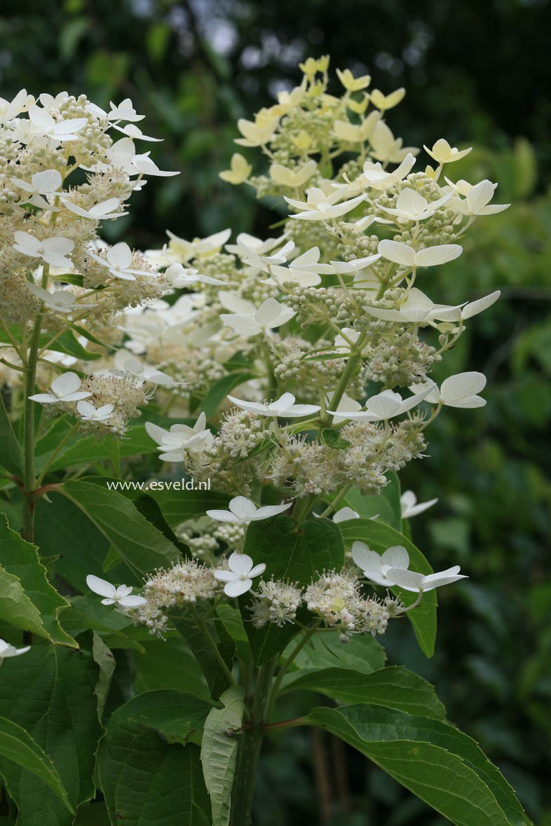 Hydrangea paniculata 'Marie Louise'