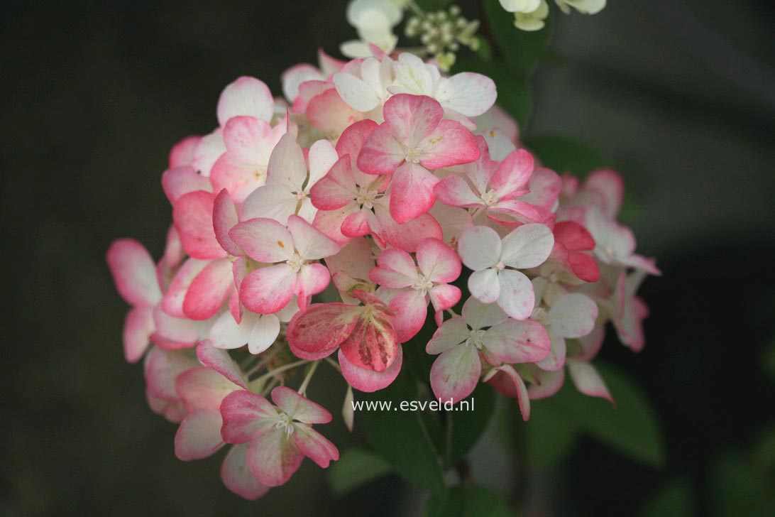 Hydrangea paniculata 'Rendia' (DIAMOND ROUGE)