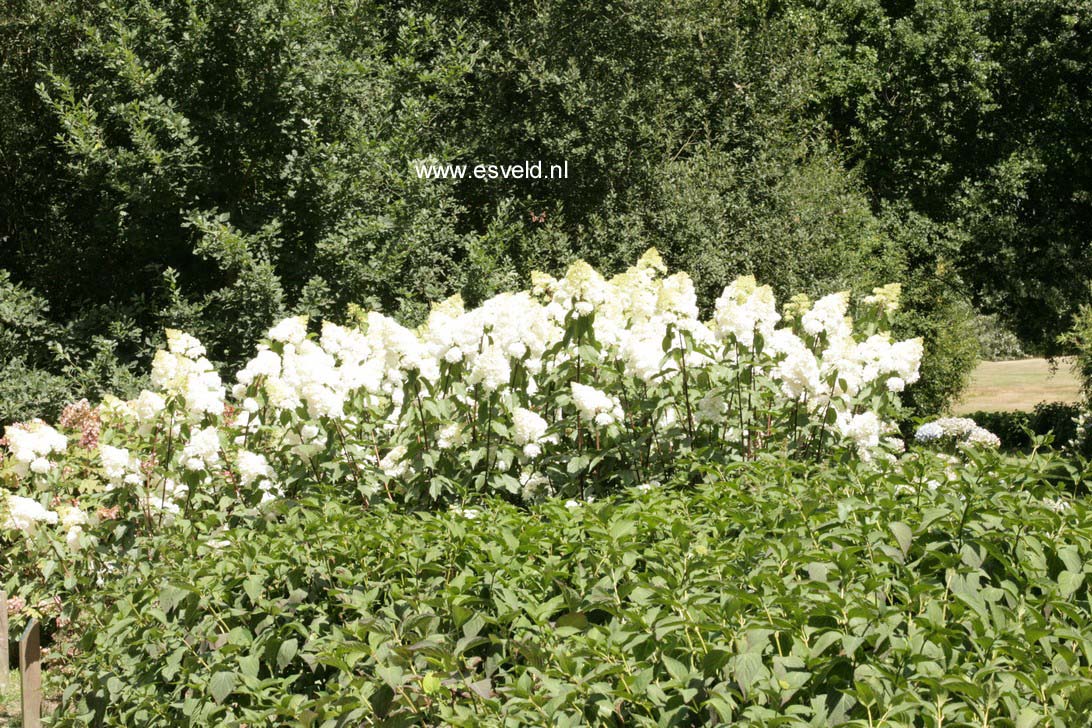 Hydrangea paniculata 'Renhy' (VANILLE FRAISE)