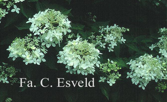 Hydrangea paniculata 'Silver Dollar'