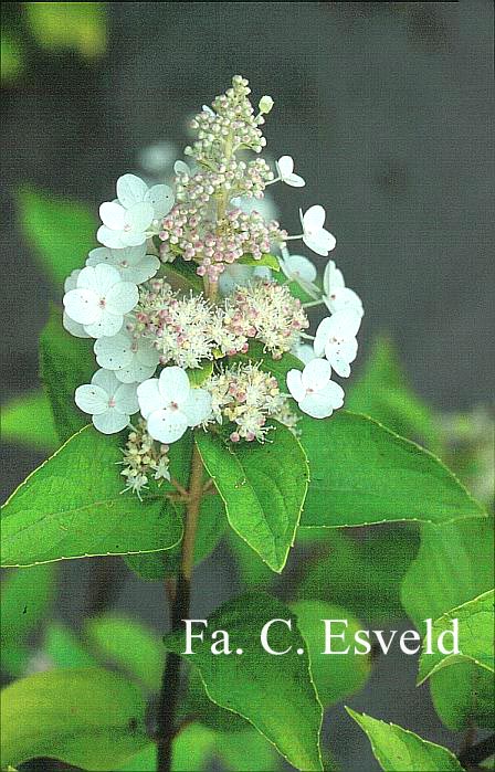 Hydrangea paniculata 'Tender Rose'