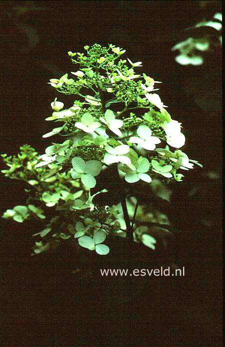 Hydrangea paniculata 'White Lady'