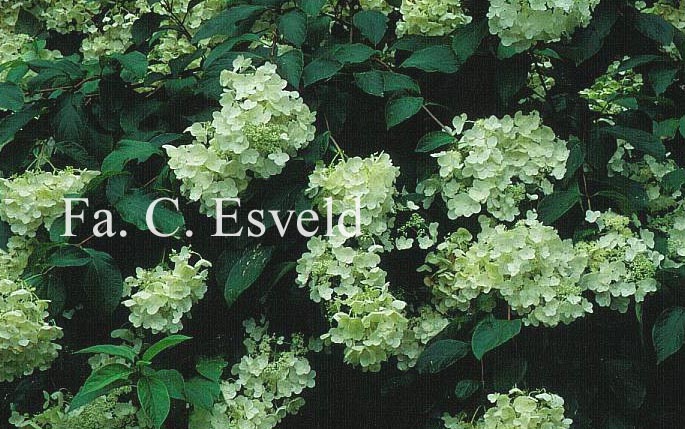 Hydrangea paniculata 'White Moth'