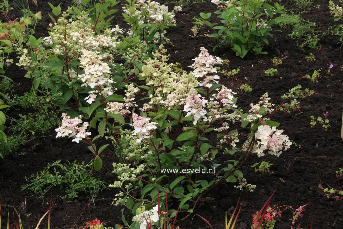 Hydrangea paniculata 'Wim's Red'