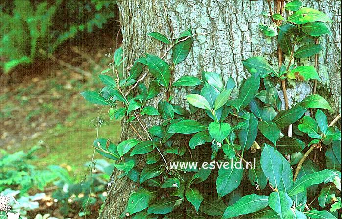 Hydrangea peruviana x serratifolia