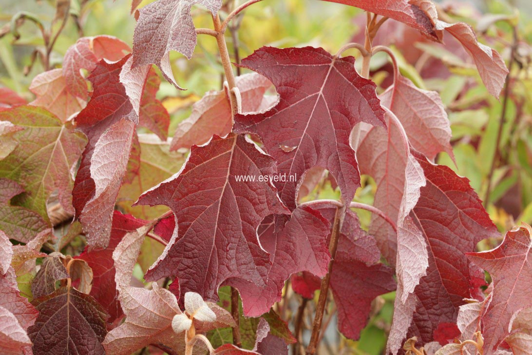 Hydrangea quercifolia 'Amethyst'