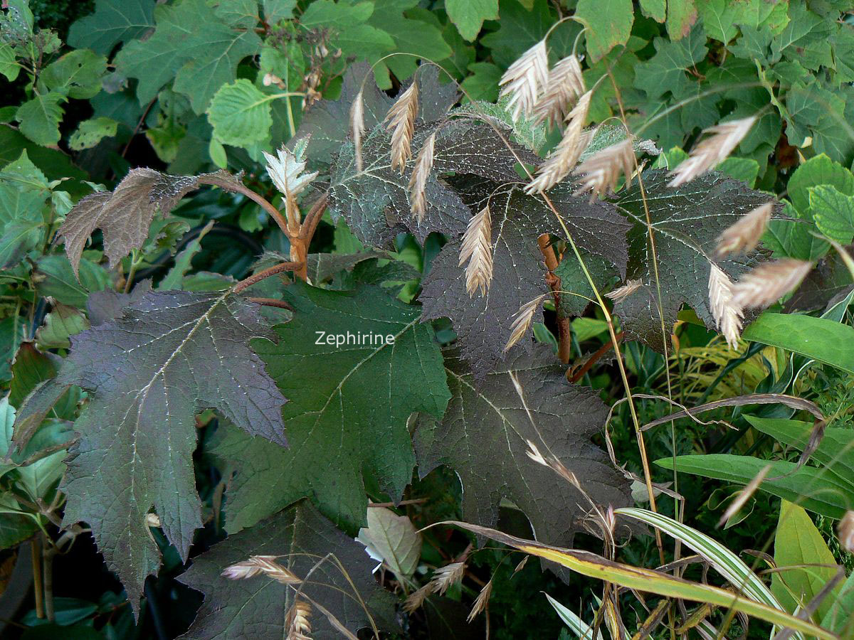 Hydrangea quercifolia 'Haopr010' (ICE CRYSTAL)