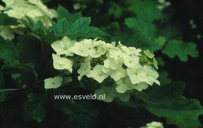 Hydrangea quercifolia 'John Wayne'