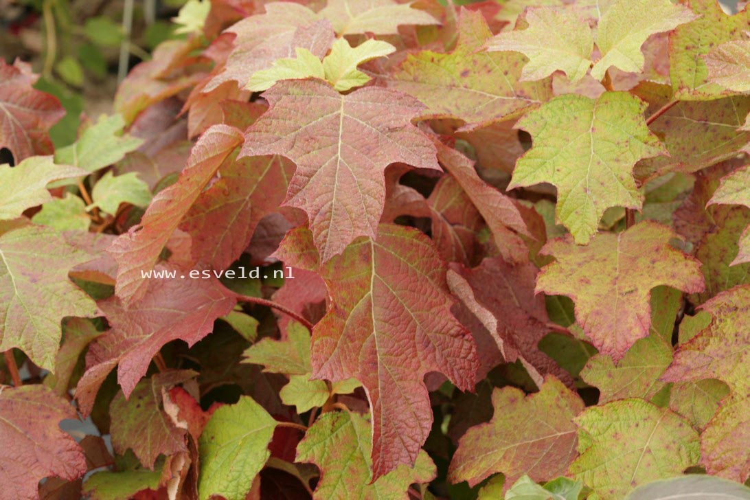 Hydrangea quercifolia 'Snow Giant'