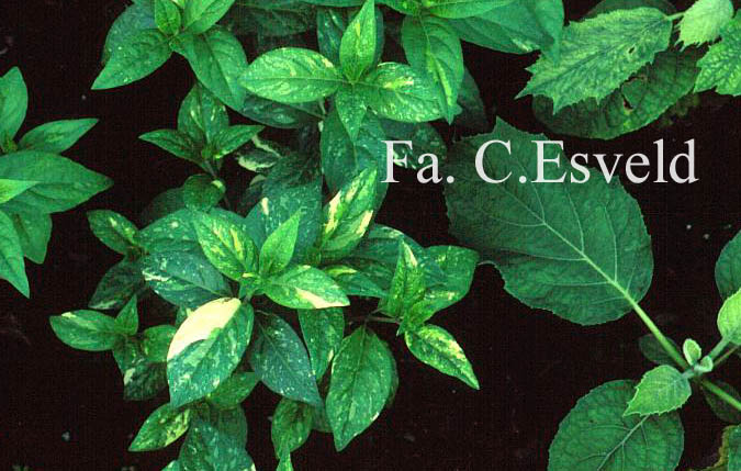 Hydrangea scandens 'Fragrant Splash'