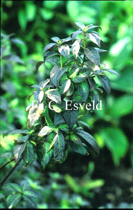 Hydrangea scandens 'Konterigi ki nakafu'