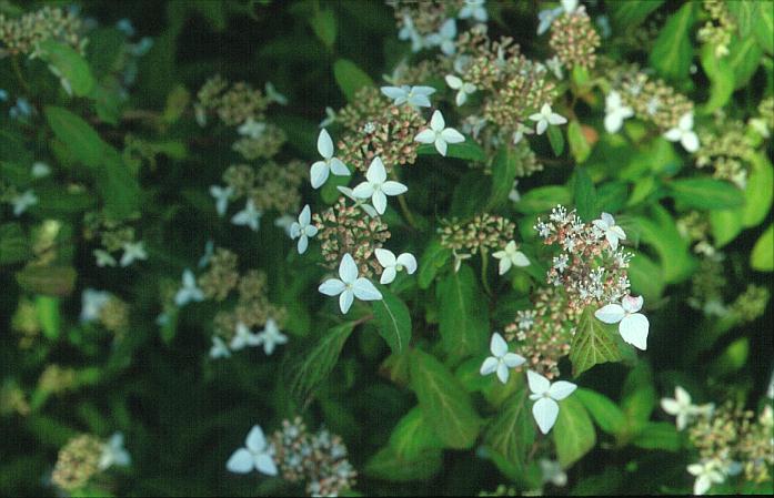 Hydrangea scandens 'Small Form'