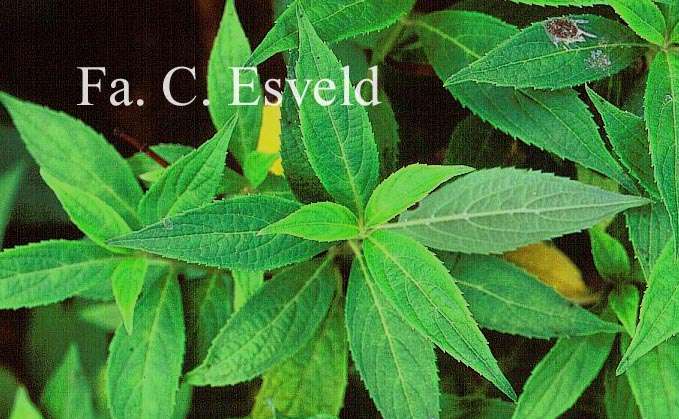 Hydrangea scandens angustisepala