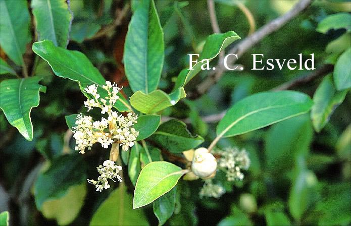 Hydrangea seemannii x serratifolia