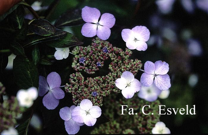 Hydrangea serrata 'Ai-gaku'