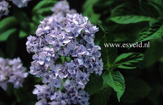 Hydrangea serrata 'Akishino-temari'