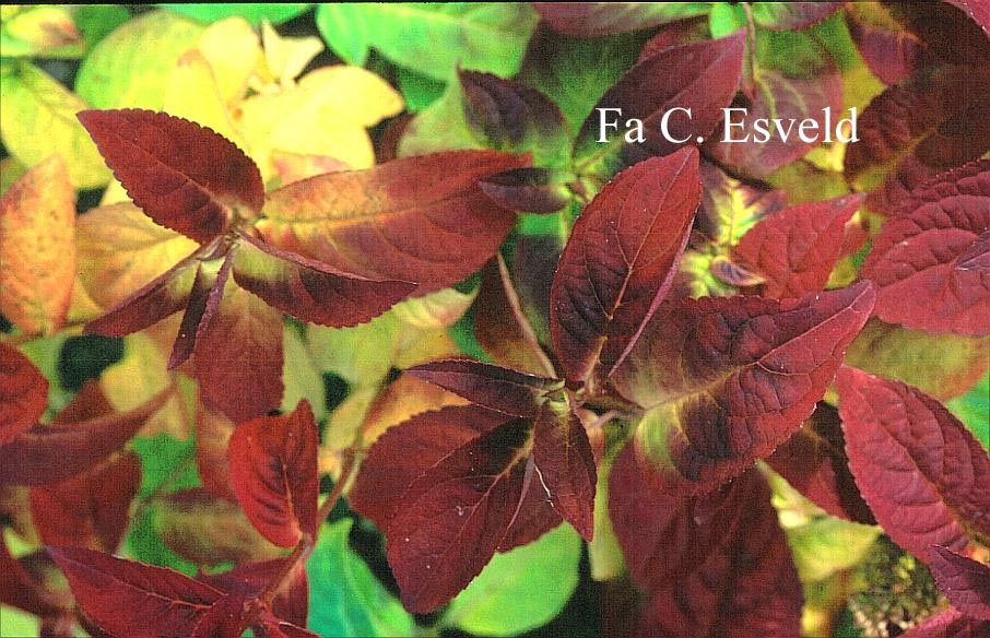 Hydrangea serrata 'Autumn Fire'