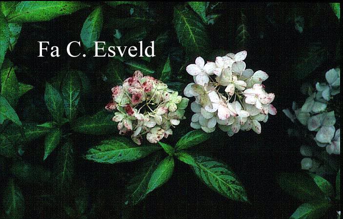 Hydrangea serrata 'Belladonna'