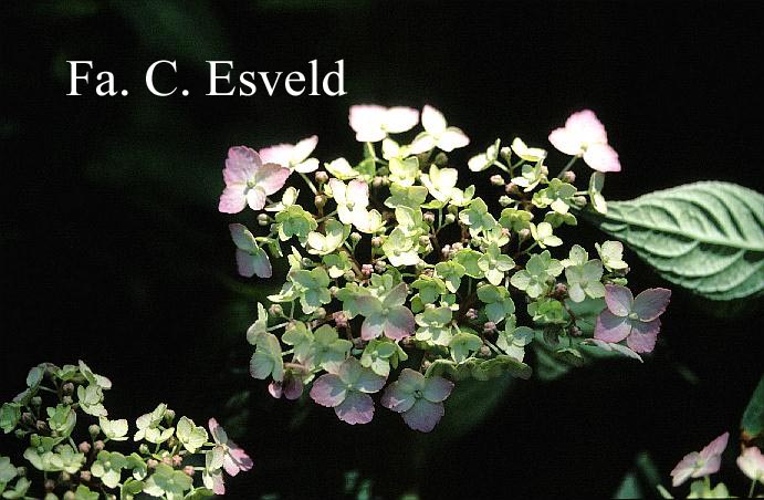 Hydrangea serrata 'Betu-ko-temari'