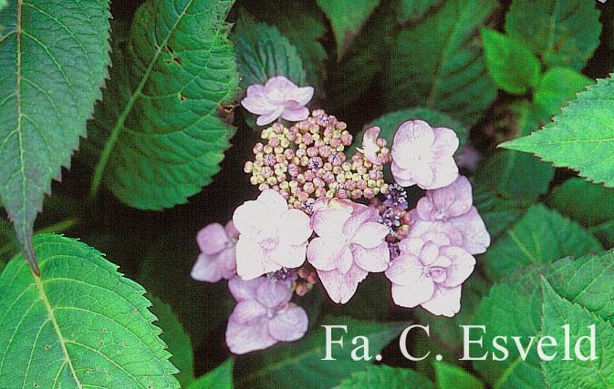 Hydrangea serrata 'Blue Billow'